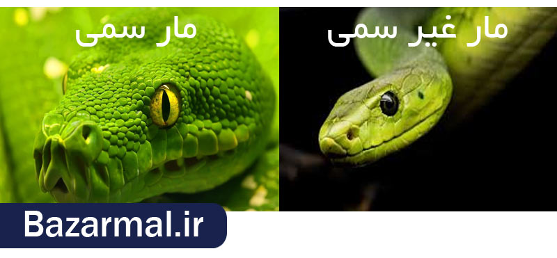 تفاوت مار سمی و مار غیر سمی